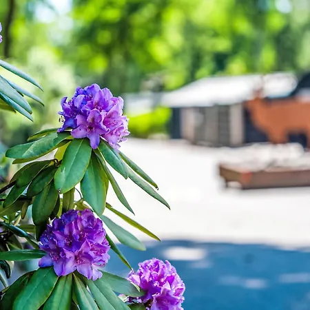 Casa vacanze Boslodge By Interhome *